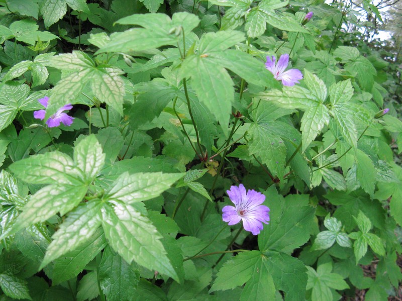 Geranium nodosum / Geranio nodoso